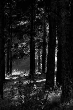 影子松柏科的森林阳光黑暗树