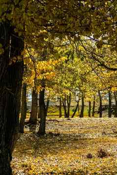 秋天多叶的森林干草黄色的树叶子