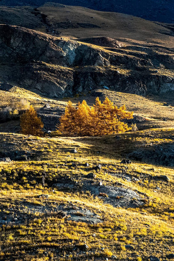 阿尔泰山景观自然阿尔泰山峡谷山