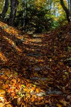 美丽的秋天森林山克里米亚leaffall森林