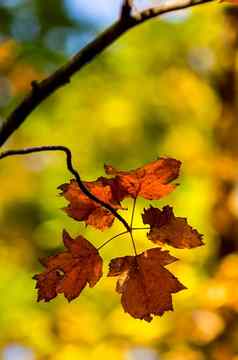 美丽的秋天森林山克里米亚leaffall森林