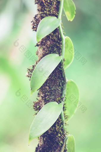 特写镜头香草植物马达加斯加