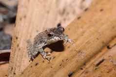 小青蛙布菲斯马达加斯加野生动物