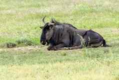 蓝色的羚羊的一种喀拉哈里沙漠南非洲