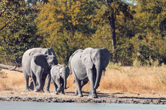 非洲大象<strong>水潭</strong>非洲Safari野生动物