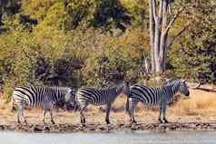 斑马布什博茨瓦纳非洲野生动物
