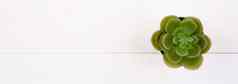 迷你植物多汁的前视图木白色桌子上植物盆栽表格复制空间树装饰首页纹理背景春天夏天平躺横幅网站