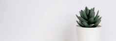 迷你植物多汁的木白色桌子上植物叶盆栽表格复制空间树能装饰首页纹理背景春天夏天横幅网站