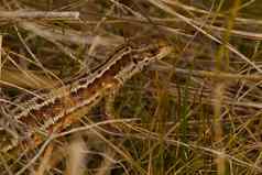 蜥蜴干草以昆虫为食的爬行动物