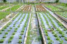 芹菜蔬菜植物日益增长的花园