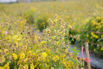 <strong>枯萎</strong>的黄色的菊花花植物区系草地场