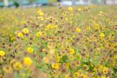 枯萎的黄色的菊花花植物区系草地场