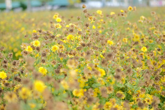 <strong>枯萎</strong>的黄色的菊花花植物区系草地场