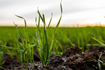 关闭年轻的小麦幼苗日益增长的场绿色小麦日益增长的土壤关闭发芽黑麦农业场日落豆芽黑麦小麦生长黑钙土种植秋天