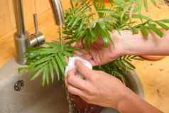 女孩洗叶子室内植物运行水利用脸盆