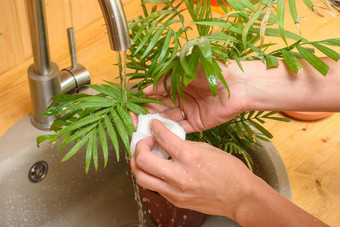 女孩洗叶子室内植物运行水利用脸盆