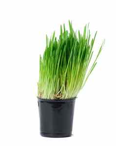 发芽谷物谷物黑色的塑料能绿色草猫