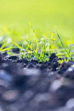 新鲜的绿色肥沃的农业植物草