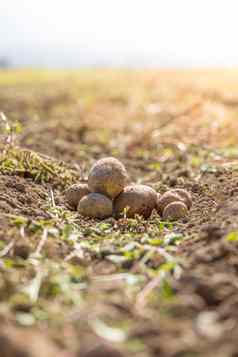 新鲜的土豆土豆农场收获有机素食者食物