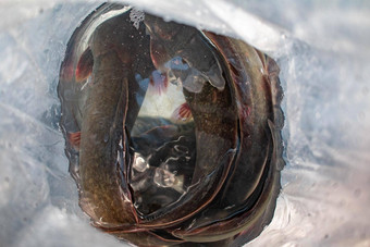 鲶鱼塑料袋亚洲本地的鱼受欢迎的吃吃街食物商店