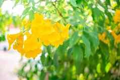 黄色的花布鲁姆漂亮的太阳包围绿色自然