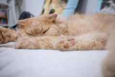 棕色头发的猫睡觉宠物咖啡馆