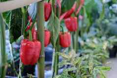 红色的贝尔胡椒植物日益增长的花园辣椒蔬菜收获农场