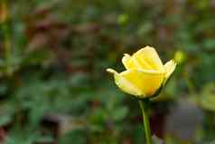 不寻常的孤独的黄色的玫瑰花花园