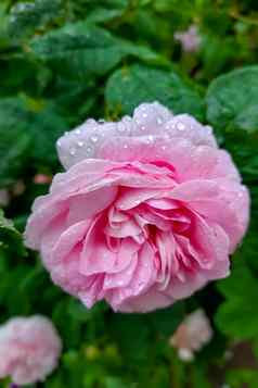 粉红色的玫瑰花园雨春天夏天
