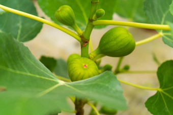 常见的无花果水果挂分支