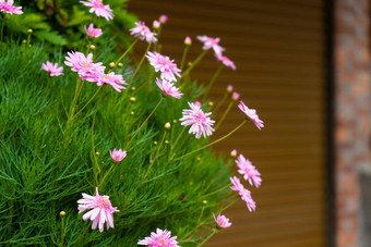 绿色布什精致的粉红色的花装饰院子里首页