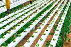 现代温室日益增长的沙拉灌溉系统工业规模日益增长的植物