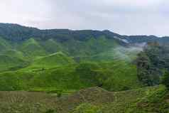 绿色茶种植园山高地茶生长潮湿的多雾的气候高山