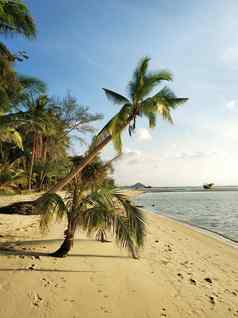海岸线桑迪海滩棕榈树热带岛