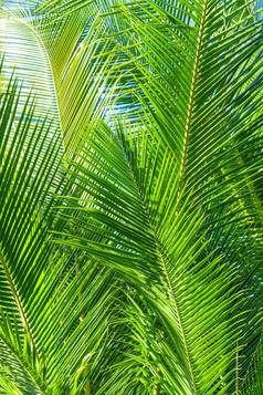 棕榈树分支热带地区开放天空