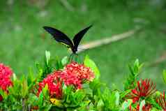 热带蝴蝶troides海伦娜授粉花花园
