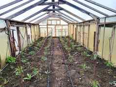 温室室内绿色西红柿成长温室