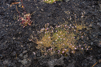 色彩鲜艳的野生夏天花日益增长的埃特纳<strong>火山火山</strong>熔岩西西里