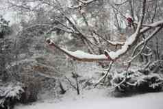 雪地面树分支机构冬天降雪季节