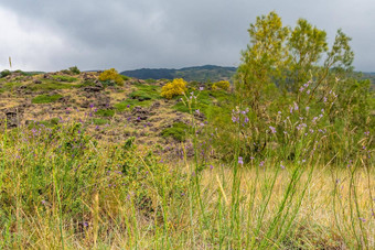 山埃特纳火山火山景观典型的夏天植被