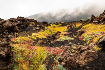 山埃特纳火山火山景观典型的夏天植被