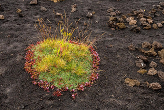 色彩鲜艳的野生夏天花日益增长的埃特纳火山火山熔岩西西里