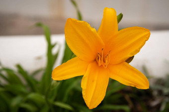 特写镜头黑<strong>龙江</strong>黄花菜花园阳光模糊的背景