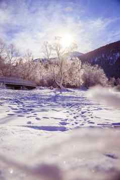 阳光明媚的冬天景观阿尔卑斯山脉雪木桥冷淡的树山范围