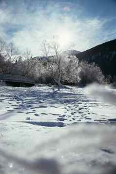 阳光明媚的冬天景观阿尔卑斯山脉雪木桥冷淡的树山范围