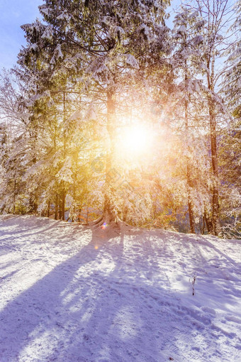 阳光明媚的冬天景观<strong>自然小径</strong>雪树阳光蓝色的天空