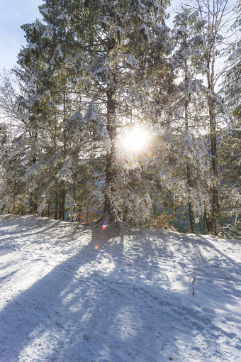 阳光明媚的冬天景观<strong>自然小径</strong>雪树阳光蓝色的天空