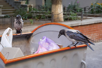 乌鸦城市鸟垃圾浪费食物动物乌鸦浪费动物垃圾国际鸟盟城市城市鸟食物乌鸦垃圾问题垃圾鸟坐着垃圾