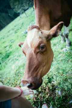 喂养牛田园草地欧洲阿尔卑斯山脉奥地利