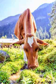 牛放牧田园草地欧洲阿尔卑斯山脉奥地利